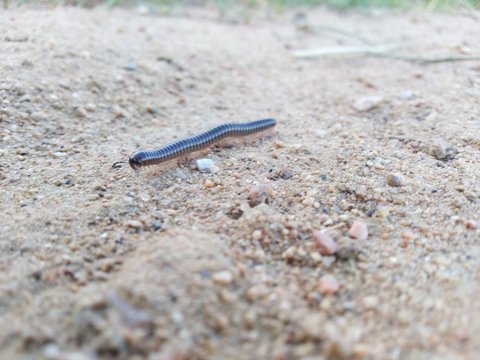 piolho de cobra
