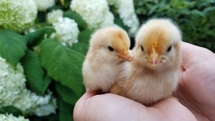 2 poussins dans une main © Shikisojin