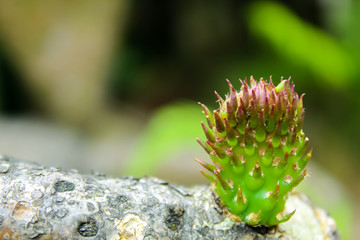 Cactus pequeño