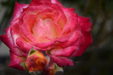 fleur