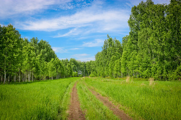 Fototapeta na wymiar Summer landscape - a field road stretching into the distance among birch forests. Concept of travel and adventure.