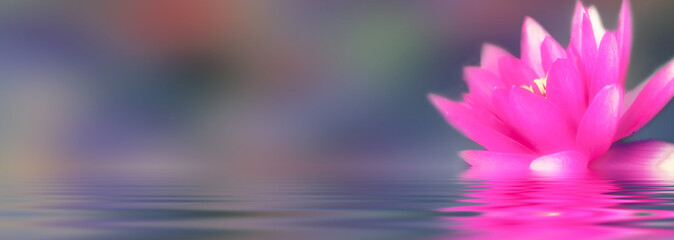Beautiful pink water lily on a blurred background reflected in the water. Artistic flower image, panoramic view, copy space.