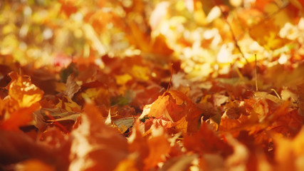 Autumn floral image. Red and yellow foliage of maple in the sunlight.