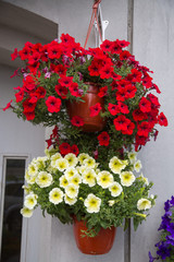 Hanging pots with red yellow pink flowers on the facade of the house. Selective focus. Landscaping landscaping of cities.