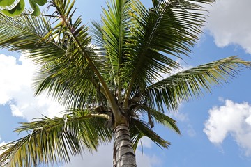 Blick nach oben in eine hohe Kokosnusspalme im Sonnenschein. Blauer Himmel und Wolken.