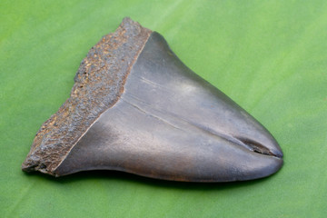 Extremely Rare Pathologic Gemination (Double Tooth) Fossil of a Prehistoric Mako Shark, found in...