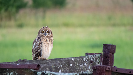 A close up of a european eagle owl perched on a post and staring forward. Taken against a dark background the eyes are penetrating the viewer