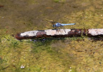 Blue dragonfly Orthetrum bruneum in the forest