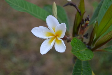 plumeria