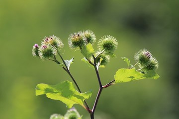 Ripening fruits of Thistle in the forest