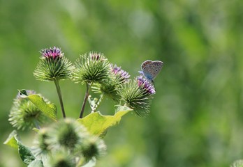 Butterflies on thistles in the forest