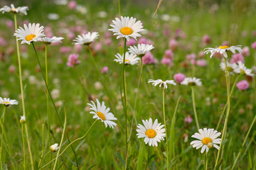 Fototapeta premium Field of green grass with flowers daisies.