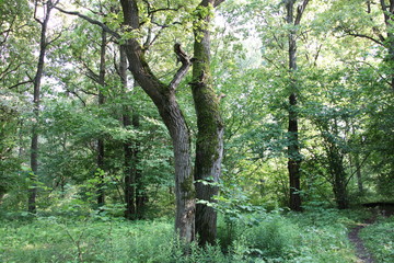 tree in forest