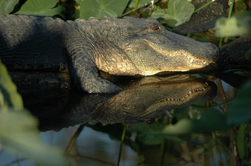 Alligator in Swamp
