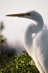 Great white egret on a blue sky background