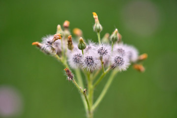 Beautiful flowers meadow bright soft ,bright sunshine, on green background