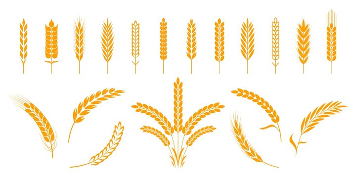Wheat and rye ears. Barley rice grains and elements for beer logo or organic agricultural food. Vector illustration isolated heraldic shapes golden patterns rice and barley