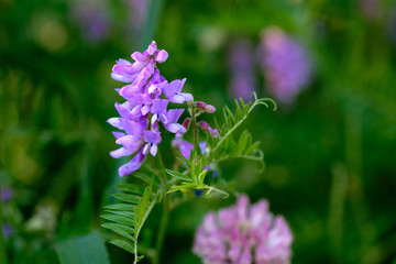Purple flower vetch (Vicia cracca) on meadow, blooming with violet and blue flowers.