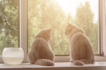 two gray cats are sitting by the window watching what is happening on the street