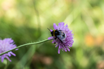 In the nature reserve Höltigbaum - Bumblebee on a blossom