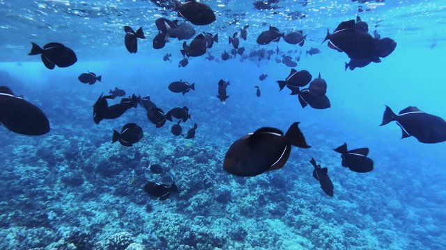 Black triggerfish underwater at Molokini Crater in Maui