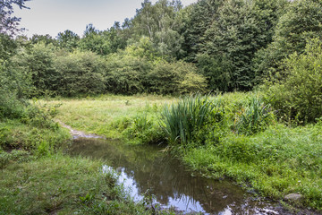 Fototapeta na wymiar In the nature reserve Höltigbaum creek bed of the Wandse