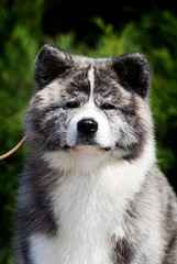 japanese akita inu dog looking