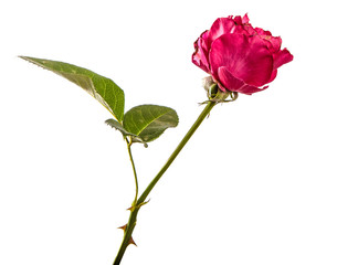 Fototapeta premium rose flower on isolated white background. Pink rose bud isolate