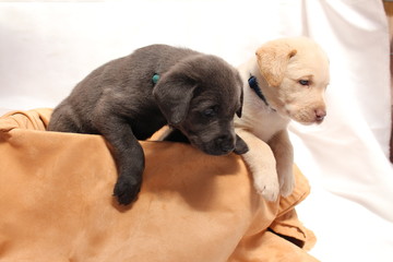 Labrador Welpen Nr.3