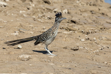 Wild roadrunner in Big Bend National Park going to the Rio Grande river to get a drink of water in Texas.