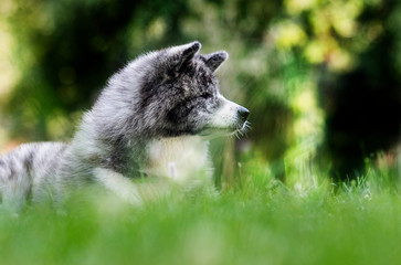 japanese akita inu dog on green grass