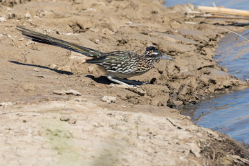 Wild roadrunner in Big Bend National Park going to the Rio Grande river to get a drink of water in Texas.