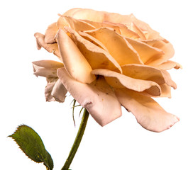 rose flower on isolated white background. White rose bud isolate close-up