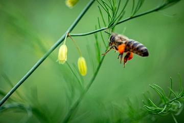 bee collecting pollen