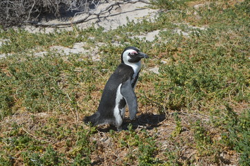 Obraz premium Pinguine