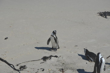Fototapeta premium Pinguine am Strand