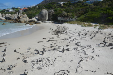 Pinguine am Strand