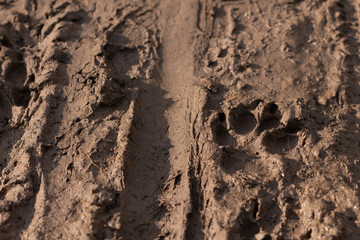 Mountain bike tire tracks and dog paw prints left in fresh wet mud by mountain bikers and dog walkers. Walk the dog in any weather concept.