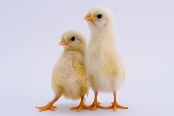 Baby Chicks