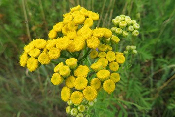 Yellow tansy flowers on the meadow, closeup