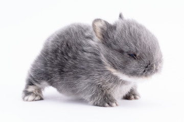 Baby Bunny