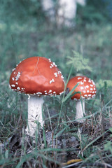Two fly agaric wild mushrooms bright red with white dots in a forest