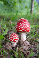 Two fly agaric wild mushrooms bright red with white dots in a forest
