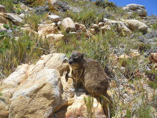 Tiere auf dem Felsen
