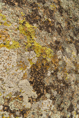 Texture of old granite covered with moss. Creative vintage background.