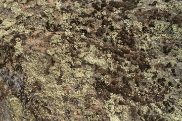 Texture of old granite covered with moss. Creative vintage background.