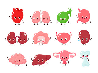 Fototapeta premium Cute happy human healthy strong organs set.
