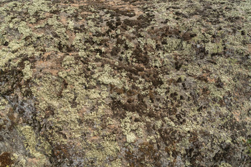 Texture of old granite covered with moss. Creative vintage background.