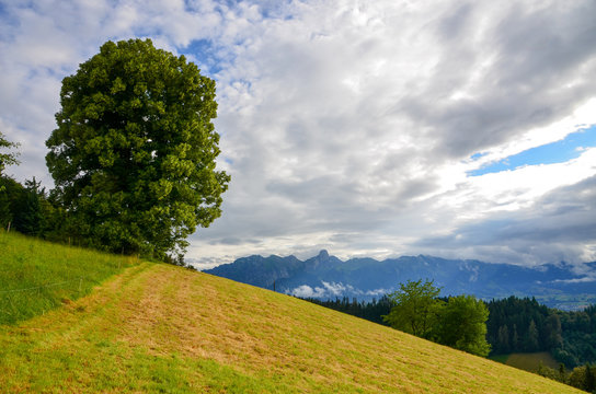 Einsamer Baum in der Landschaft mit Bergen.