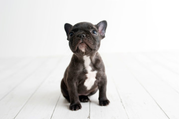 Portrait of French bulldog, frenchie, adorable dog on light white wood background looking up